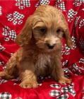cavapoo  velmi malý,   cavapoo  velmi malý,