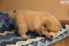 chow chow štěňata chow chow štěňata