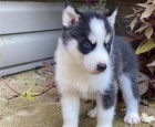 husky štěňata husky štěňata
