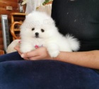 pomeranian stenata pomeranian stenata
