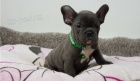 krásný francouzský buldoček k adopci krásný francouzský buldoček k adopci