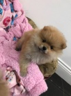 Pomeranian štěňata na prodej Pomeranian štěňata na prodej