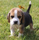 roztomilá štěňátka Beagle .. roztomilá štěňátka Beagle ..