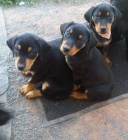 roztomilý doberman .. roztomilý doberman ..