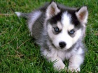 sibiřský husky k adopci Nádherná štěňata sibiřský husky k adopci Nádherná štěňata