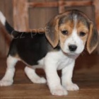 roztomilá štěňátka Beagle .. roztomilá štěňátka Beagle ..