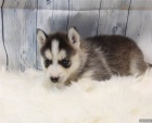 sibiřský husky k adopci Nádherná štěňata sibiřský husky k adopci Nádherná štěňata