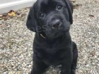 čistokrevný labradorský retrívr .. čistokrevný labradorský retrívr ..