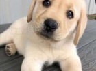 čistokrevný labradorský retrívr .. čistokrevný labradorský retrívr ..