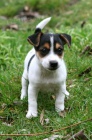 roztomilý Jack Russell .. roztomilý Jack Russell ..