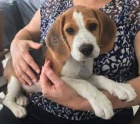 vynikající štěňata Beagle .. vynikající štěňata Beagle ..