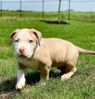 �pi�kov� �t���tka PITBULL