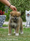 Japonská štěňata Akita Japonská štěňata Akita