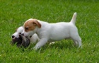 Štěňata Jack Russell teriéra Štěňata Jack Russell teriéra