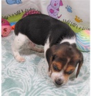 štěňata beagle štěňata beagle