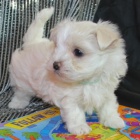 VAKCINOVAN miniaturn maltsk ttka na prodej.