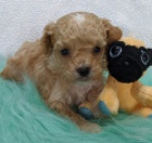 mini �t��ata pudl� a fen na prodej.