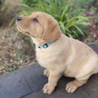 Zdrav�, o�kovan� a od�erven� kr�sn� �t���tka labradorsk�ho retr�vra na prodej.