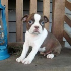 kr�sn� a o�kovan� zdrav� hn�d� �t��ata bostonsk�ho teri�ra na prodej