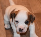 úžasná, očkovaná a odčervená zdravá štěňátka Jack Russell na prodej. úžasná, očkovaná a odčervená zdravá štěňátka Jack Russell na prodej.