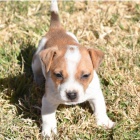 úžasná, očkovaná a odčervená zdravá štěňátka Jack Russell na prodej. úžasná, očkovaná a odčervená zdravá štěňátka Jack Russell na prodej.