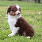 �t��ata australsk�ho ov��ka na prodej (v�echna �t��ata jsou od�ervena, o�kov�na.