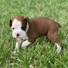 zdrav�, od�erven� a o�kovan� kr�sn� n�meck� �t��ata boxera na prodej.