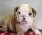 kr�sn� modr� o�i anglick� buldok �t��ata na prodej