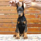 Doberman