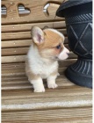 Pembroke Welsh Corgi, štěňata Pembroke Welsh Corgi, štěňata