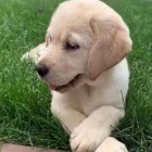 labradorsky retriever labradorsky retriever