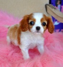 kavalír king charles štěňata .. kavalír king charles štěňata ..
