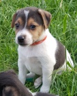 roztomilý Jack Russell .. roztomilý Jack Russell ..