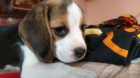 vynikající štěňata Beagle .. vynikající štěňata Beagle ..