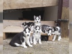 Husky štěňata Husky štěňata