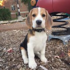 vynikající štěňata Beagle .. vynikající štěňata Beagle ..