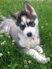 roztomilý sibiřský husky. . roztomilý sibiřský husky. .