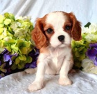 kavalír king charles štěňata .. kavalír king charles štěňata ..