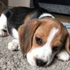 vynikající štěňata Beagle .. vynikající štěňata Beagle ..