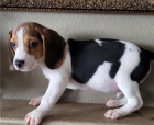 Zobrazit kvalitní štěňata beagle Zobrazit kvalitní štěňata beagle
