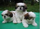 �t��ata shih tzu