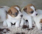 Jack Russell štěňata Jack Russell štěňata