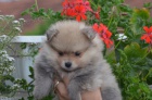 Pomeranian �t��ata