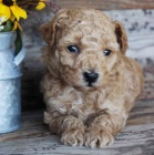 Pudl �t�n� bez PP