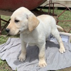 kvalitn� �t��ata zlat�ho retr�vra