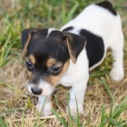 Jack Russell teriér štěňata na prodej Jack Russell teriér štěňata na prodej