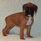 N�meck� boxer bez pp