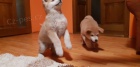Akita inu pro nové domovy Akita inu pro nové domovy