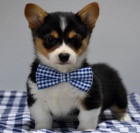 Welsh Pembroke corgi tri barevn� t. Byli vychov�ni v na�em dom� spolu se svou matkou a t�tou. s certifik�tem 5 generace, od�erven� o�kov�n�