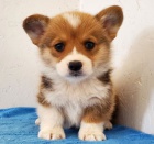 Welsh Pembroke corgi tri barevn� t. Byli vychov�ni v na�em dom� spolu se svou matkou a t�tou. s certifik�tem 5 generace, od�erven� o�kov�n�